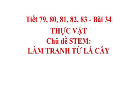 Bài giảng Khoa học tự nhiên Lớp 6 Sách Kết nối tri thức - Bài 34: Thực vật