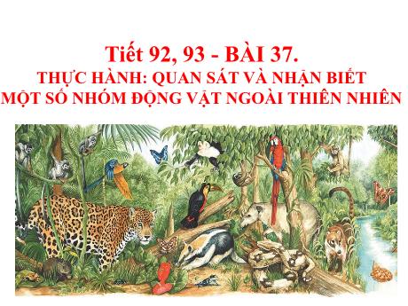 Bài giảng Khoa học tự nhiên Lớp 6 Sách Kết nối tri thức - Chương 7 - Bài 37: Thực hành quan sát và nhận biết