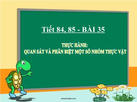 Bài giảng Khoa học tự nhiên Lớp 6 Sách Kết nối tri thức - Tiết 84+85, Bài 35: Thực hành quan sát và phân biệt một số nhóm thực vật