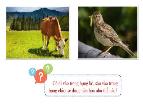 Bài giảng Khoa học tự nhiên Lớp 7 Sách Kết nối tri thức - Bài 31: Trao đổi nước và chất dinh dưỡng ở động vật