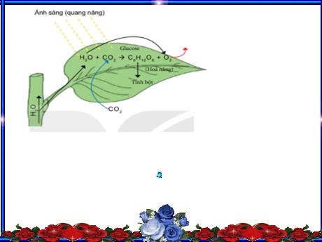Bài giảng Khoa học tự nhiên Lớp 7 Sách Kết nối tri thức - Tiết 82, Bài 20: Quang hợp ở thực vật