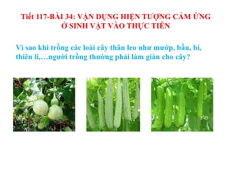 Bài giảng Khoa học tự nhiên Lớp 7 Sách Kết nối tri thức - Tiết 117, Bài 34: Vận dụng hiện tượng cảm ứng ở sinh vật vào thực tiễn