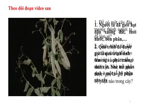 Bài giảng Khoa học tự nhiên Lớp 7 Sách Kết nối tri thức - Tiết 120, Bài 36: Khái quát về sinh trưởng và phát triển ở sinh vật