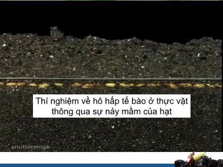 Bài giảng Khoa học tự nhiên Lớp 7 Sách Kết nối tri thức - Tiết 94, Bài 27: Thực hành hô hấp ở thực vật