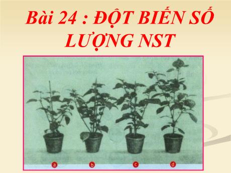 Bài giảng Khoa học tự nhiên Lớp 9 - Phần: Sinh học - Bài 24: Đột biến số lượng nhiễm sắc thể