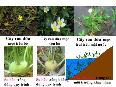 Bài giảng Khoa học tự nhiên Lớp 9 - Phần: Sinh học - Bài 25: Thường biến