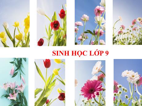 Bài giảng Khoa học tự nhiên Lớp 9 - Phần: Sinh học - Chương 1: Các thí nghiệm của Menđen - Tiết 4: Lai hai cặp tính trạng