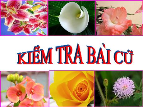 Bài giảng Khoa học tự nhiên Lớp 9 - Phần: Sinh học - Tiết 10: Nguyên phâ. Giảm phân (Tiếp theo)