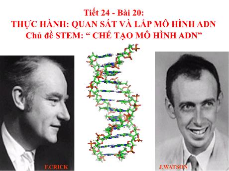 Bài giảng Khoa học tự nhiên Lớp 9 - Phần: Sinh học - Tiết 24, Bài 20: Thực hành quan sát và lắp mô hình ADN