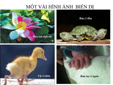 Bài giảng Khoa học tự nhiên Lớp 9 - Phần: Sinh học - Tiết 25, Bài 21: Đột biến gen