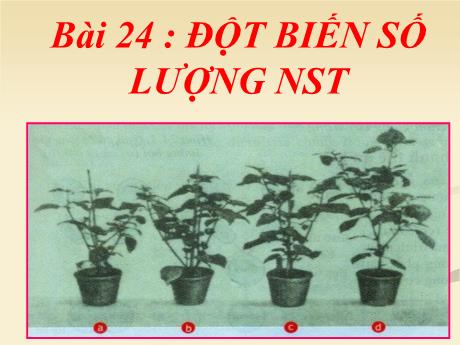 Bài giảng Khoa học tự nhiên Lớp 9 - Phần: Sinh học - Tiết 28, Bài 24: Đột biến số lượng nhiễm sắc thể