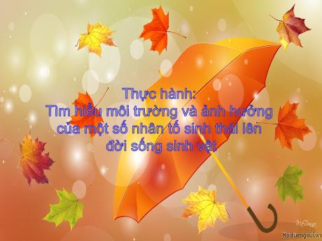 Bài giảng Khoa học tự nhiên Lớp 9 - Phần: Sinh học - Tiết 47, Bài 46: Thực hành tìm hiểu môi trường và ảnh hưởng của một số nhân tố sinh thái lên đời sống sinh vật