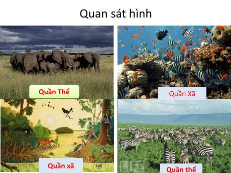 Bài giảng Khoa học tự nhiên Lớp 9 - Phần: Sinh học - Tiết 50, Bài 49: Quần xã sinh vật