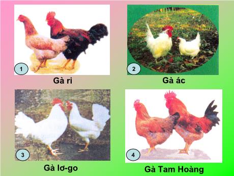 Bài giảng Công nghệ 5 - Bài 12: Thức ăn nuôi gà